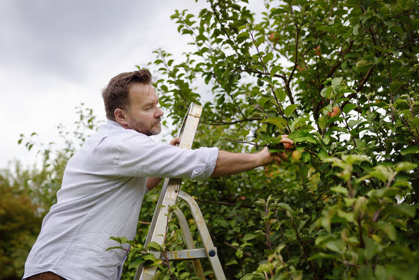 Mature man picking apples in orchard. Person stands on a ladder near tree and reaching for an apple. - Fotoğraf, Görsel