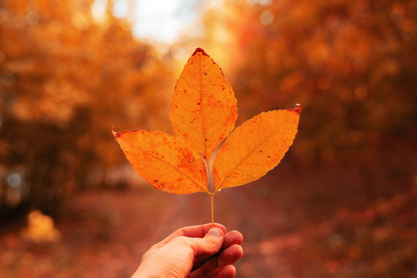 main tenant la feuille d'automne dans la forêt, scène dorée colorée
 - Photo, image