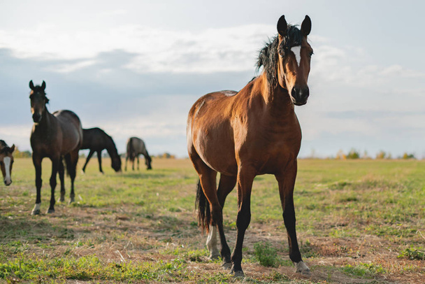 caballo marrón feliz de pie en el campo en el día de verano
 - Foto, imagen