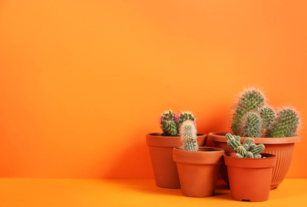 Beautiful cactuses on orange background. Space for text - Fotoğraf, Görsel