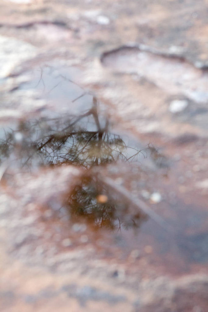 odraz borovic ve vodě na skále - Fotografie, Obrázek