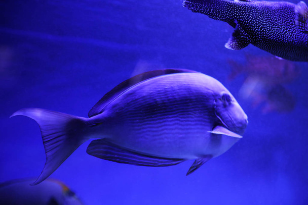 Красива хірургічна риба в чистому тонованому синьому акваріумі, крупним планом
 - Фото, зображення