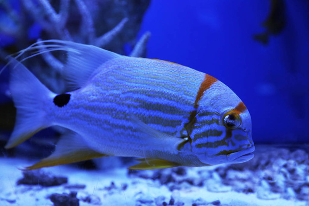 Beautiful angelfish swimming in clear toned blue aquarium - Zdjęcie, obraz