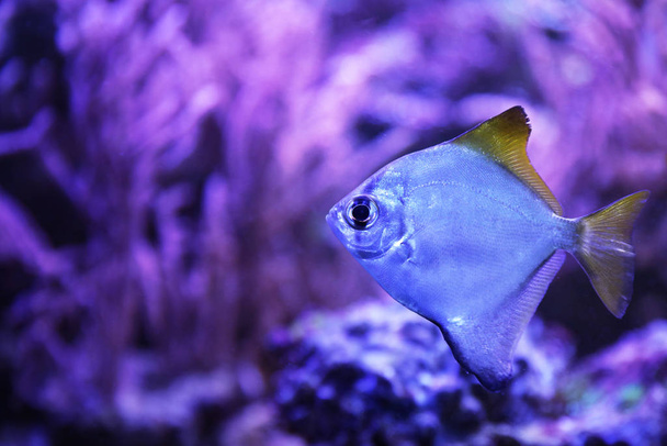 Beautiful silver moony fish in clear aquarium - Valokuva, kuva