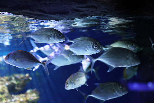 Escola de belo peixe de prata em aquário claro
 - Foto, Imagem