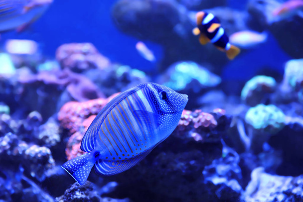Beautiful butterfly fish in clear aquarium water - Photo, Image