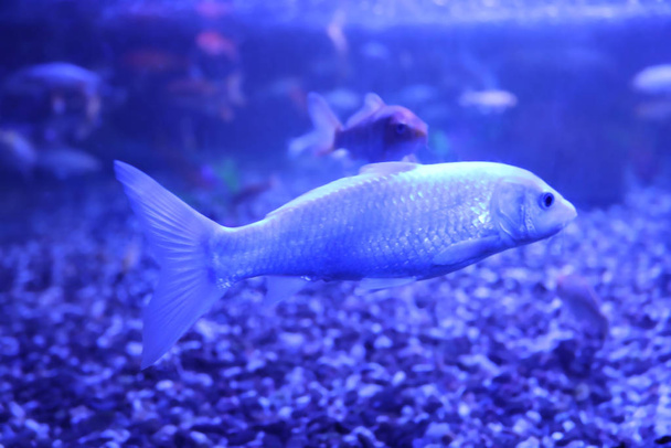 Beautiful small catfish in clear aquarium water - Foto, Imagen