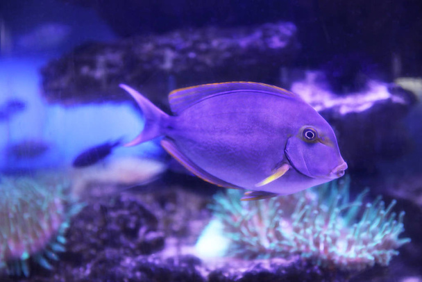 Beautiful surgeon fish swimming in aquarium water - Foto, afbeelding