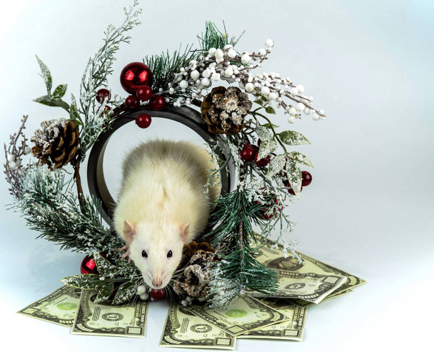 White rat and bills - Фото, изображение