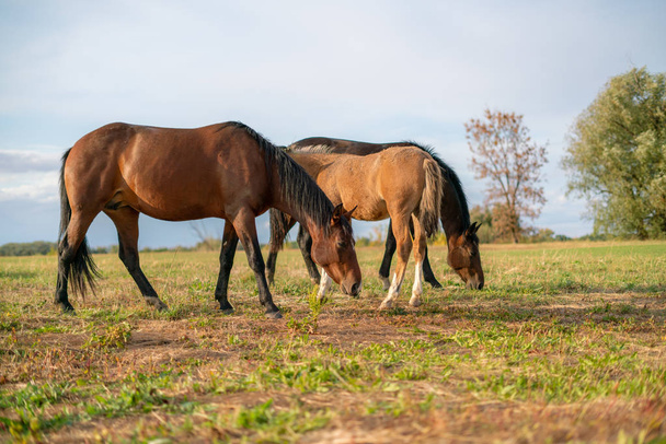 les chevaux mangeant l'herbe sur la prairie de montagne, pâturant sur le champ contre le ciel
 - Photo, image
