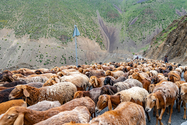 陰陽Anzobパス羊の群れ15 - 写真・画像