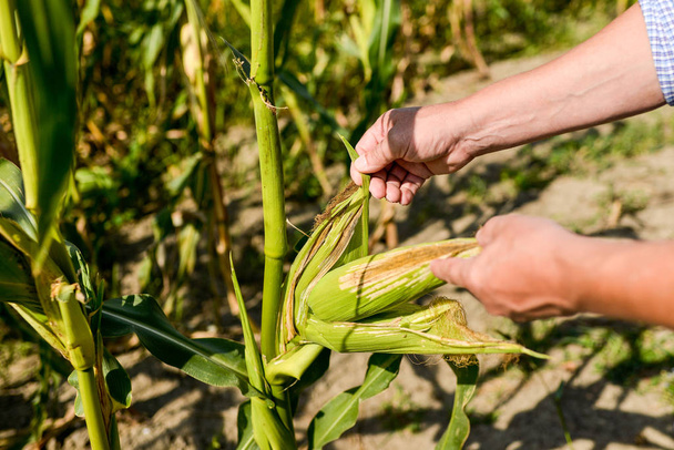 farmer in the corn chain - Φωτογραφία, εικόνα