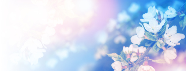 Kukkivat haara kirsikka
  - Valokuva, kuva