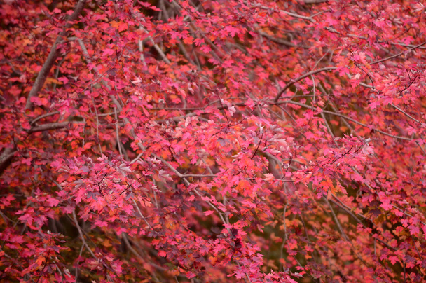 красный клен листья фона осенью
 - Фото, изображение