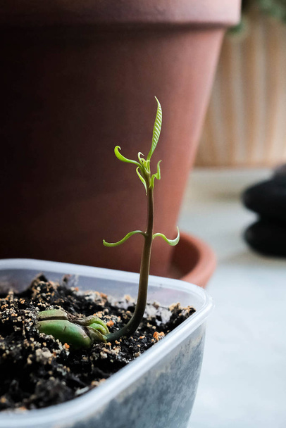 Mango sprout in a container. Sprout a seed. - Photo, Image