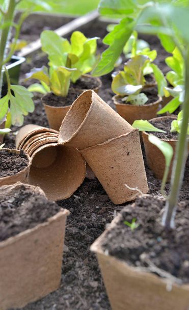 potes de turfa para plântulas no solo de um pequeno vegetal quadrado
  - Foto, Imagem