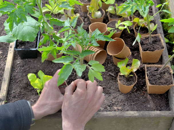 mudas em vasos de turfa em uma pequena horta quadrada segurando por um jardineiro
 - Foto, Imagem