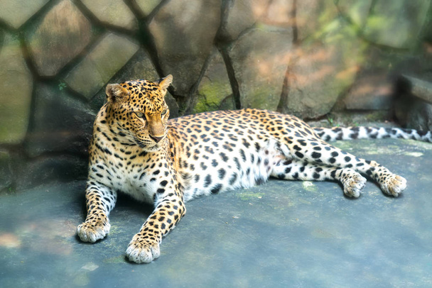 Hayvanat bahçesindeki leopar izlerinin portresi. Bu kedi ailesine ait bir hayvan. Doğada korunması gerekiyor. - Fotoğraf, Görsel