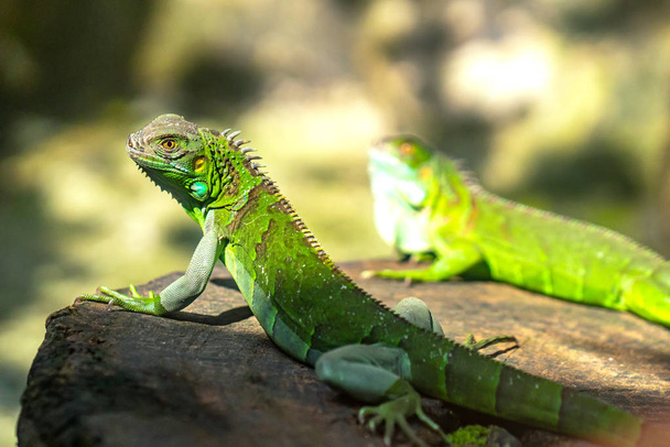 The lizard rests in the natural world looking to the future so cute when watching them - Photo, Image