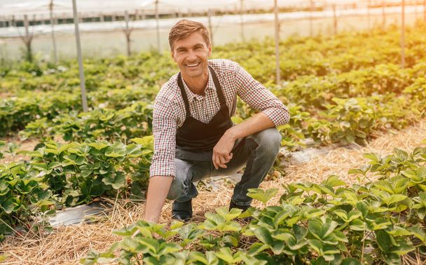 Happy grower in greenhouse of strawberry farm - Foto, Imagem