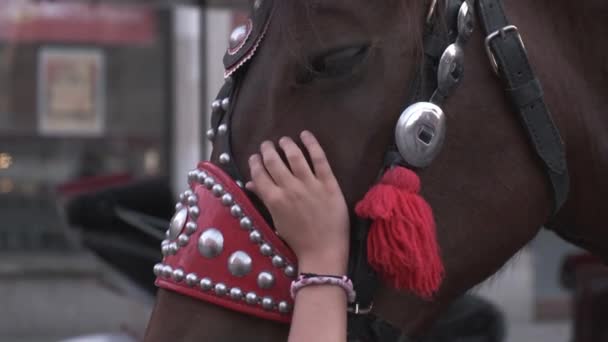 Παιδί χαϊδεύοντας ένα φίμωτρο από όμορφα διακοσμημένο άλογο στην κεντρική πλατεία της πόλης. - Πλάνα, βίντεο
