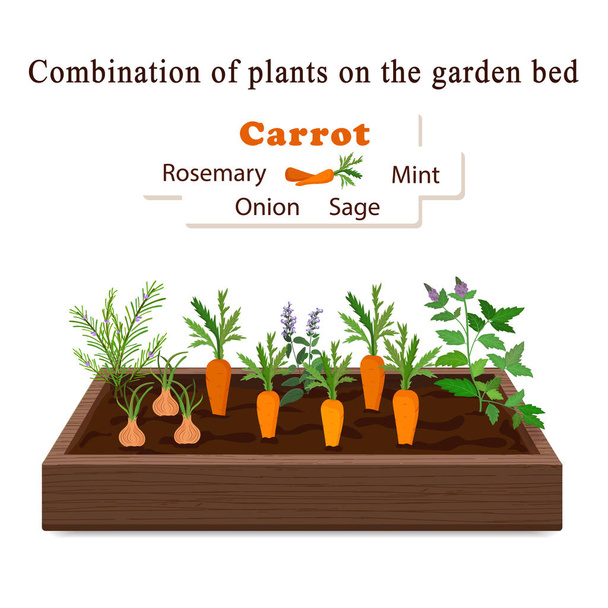 Coltivare verdure e piante su un letto. Carote, Rosmarino, Salvia, Menta, Cipolla
 - Vettoriali, immagini