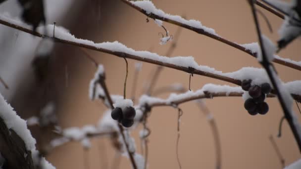 Utolsó szőlő a hó alatt - Felvétel, videó