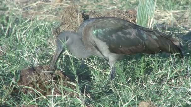 Hadada ibis ásni férgek egy trágyadomb egy elefánt. - Felvétel, videó