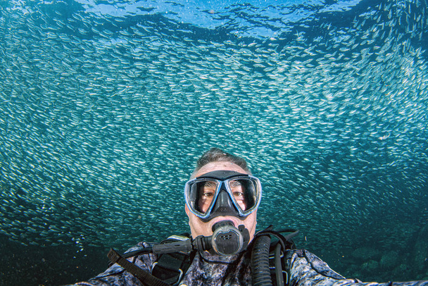 diver inside sardines bait ball fish background - Photo, Image