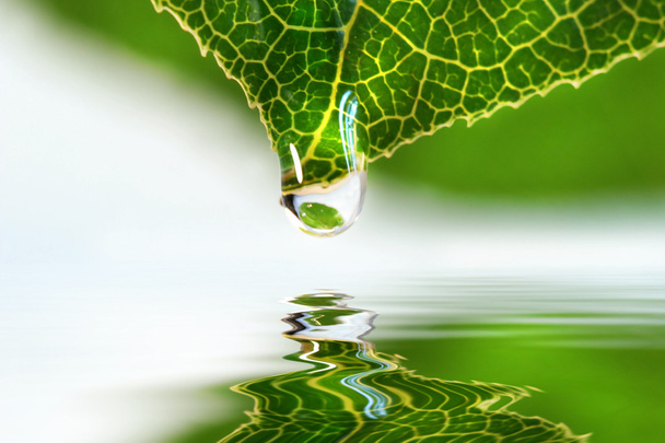 Leaf droplet over water - Fotó, kép
