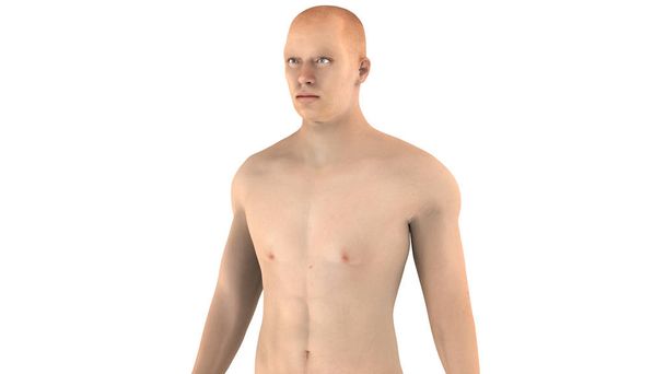 Emberi Férfi Izom Test Anatómia. 3d - Fotó, kép