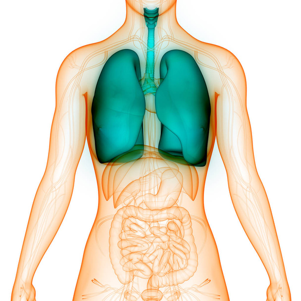 Ihmisen hengityselimet Keuhkot Anatomia. 3D  - Valokuva, kuva