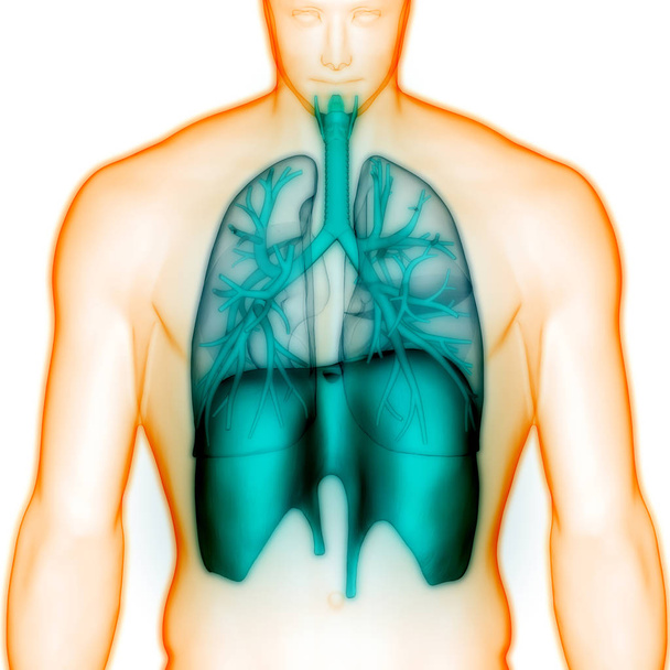 Ihmisen hengityselinten kalvo anatomia. 3D - Kuvitus
 - Valokuva, kuva