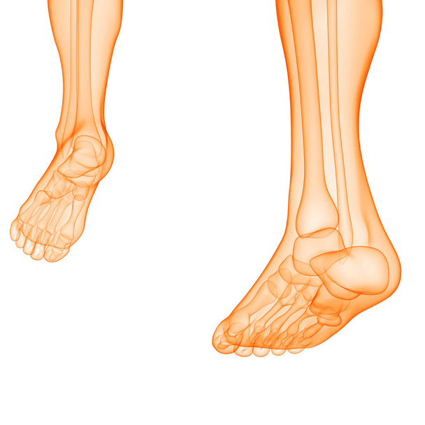 İnsan vücudu eklem ağrıları (ayak eklemleri ve kemikler). 3D - Görüntü - Fotoğraf, Görsel