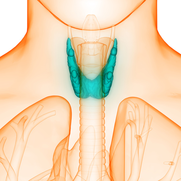 Anatomia das glândulas do corpo humano da glândula tireóide. 3D - Ilustração - Foto, Imagem