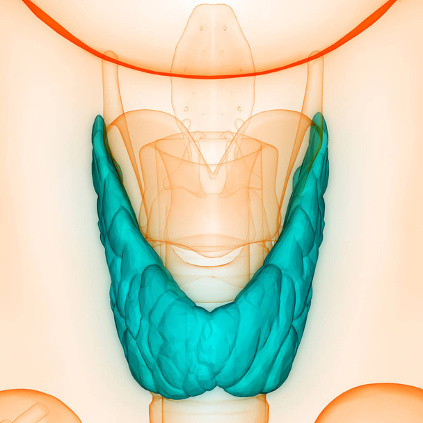 Menselijke Lichaamsklieren Schildklier Anatomie. 3D - Illustratie - Foto, afbeelding