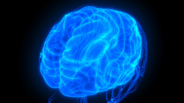 anatomia do cérebro humano. ilustração 3d  - Foto, Imagem