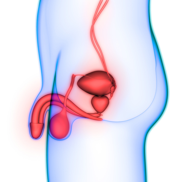 Anatomie mužského reprodukčního systému. 3D - ilustrace - Fotografie, Obrázek