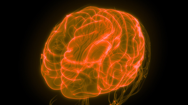 İnsan beyni anatomisi. 3d illüstrasyon  - Fotoğraf, Görsel