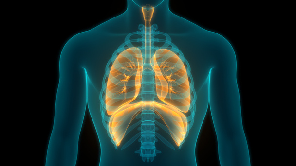 Анатомия легких дыхательной системы человека. 3D  - Фото, изображение