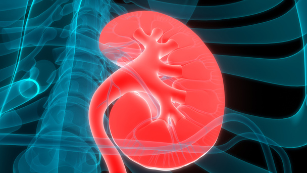 Menselijke urinewegen Nieren Anatomie. 3D - Foto, afbeelding