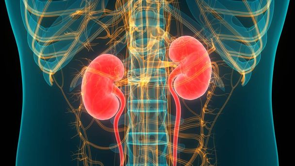 Nieren van het menselijk urinesysteem met blaasanatomie. 3D - Foto, afbeelding