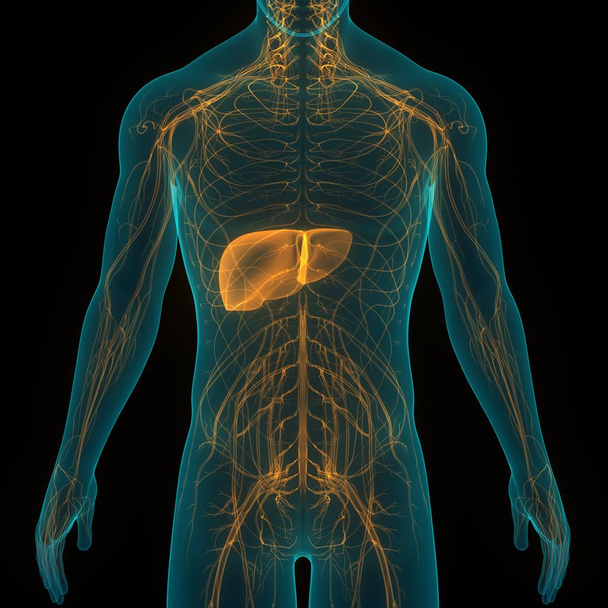 Ihmisen sisäinen ruoansulatuselimistön maksan anatomia. 3D  - Valokuva, kuva