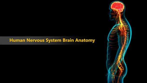 人間の神経系の解剖学の中央器官.3D - 写真・画像