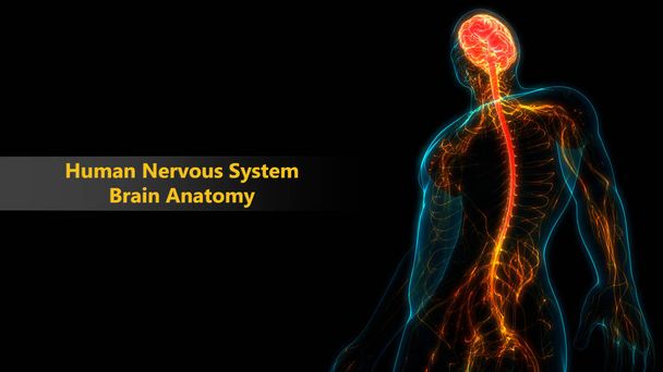 Órgano central de anatomía del sistema nervioso humano. 3D
 - Foto, Imagen