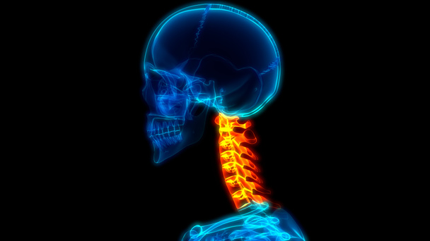 Анатомия спинного мозга (шейные позвонки). 3D - Иллюстрация - Фото, изображение