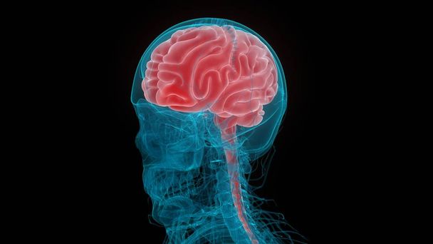 人間の神経系の解剖学の中央器官.3D - 写真・画像