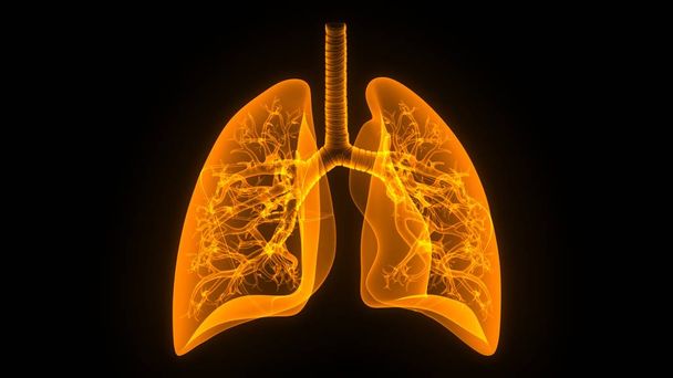 Ludzki układ oddechowy Anatomia płuc. 3D  - Zdjęcie, obraz