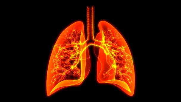 Anatomie pulmonaire du système respiratoire humain. 3D  - Photo, image