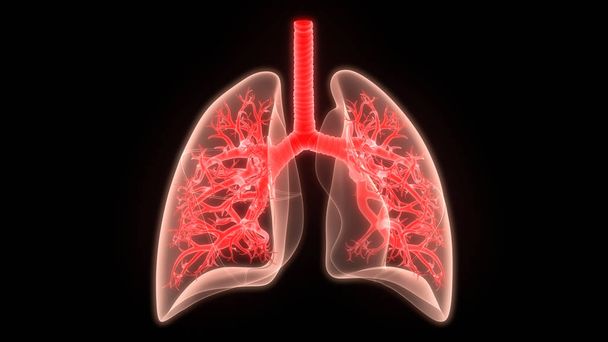 Sistema Respiratório Humano Anatomia Pulmonar. 3D  - Foto, Imagem